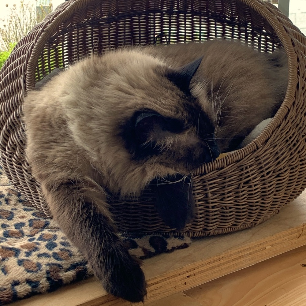 Meet your Posher, Debbie